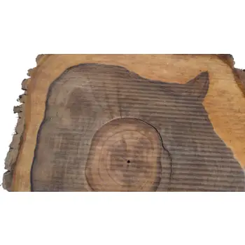 Plaster Orzecha Włoskiego 52x48x6cm