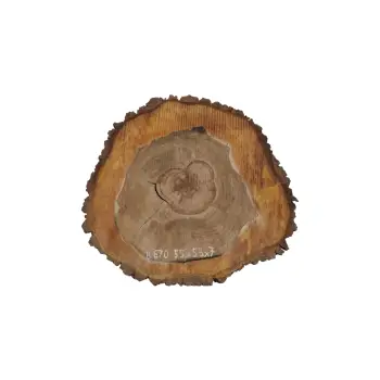 Plaster Orzecha Włoskiego 55x53x7cm