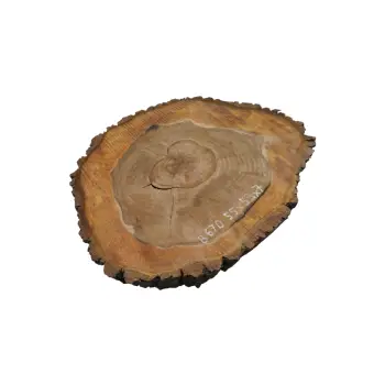 Plaster Orzecha Włoskiego 55x53x7cm