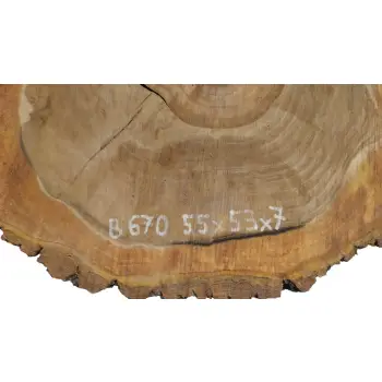 Plaster Orzecha Włoskiego 55x53x7cm