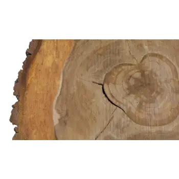 Plaster Orzecha Włoskiego 55x53x7cm