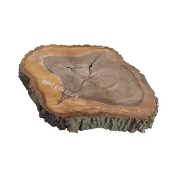 Plaster Orzecha Włoskiego 65x55x7cm