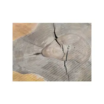 Plaster Orzecha Włoskiego 65x55x7cm