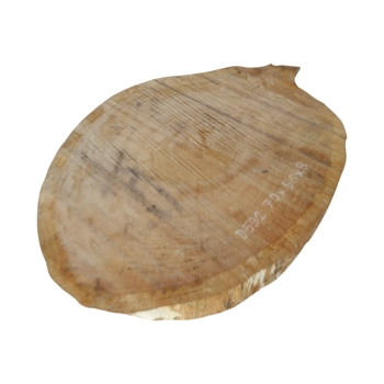 Plaster Dębowy 70x56x8cm Dąb