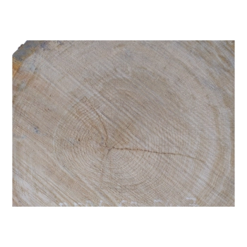Plaster Dębowy 60x54x7cm Dąb