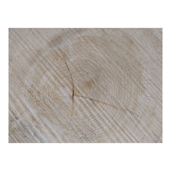 Plaster Dębowy 58x53x7cm Dąb