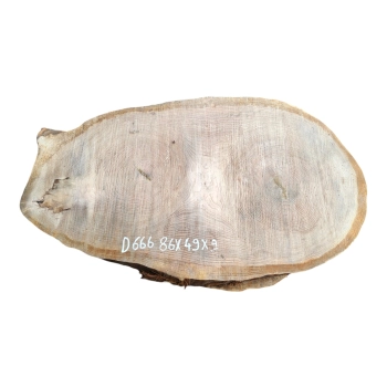 Plaster Dębowy 86x49x9cm Dąb