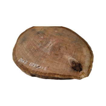 Plaster Dębowy 67x57x6cm Dąb