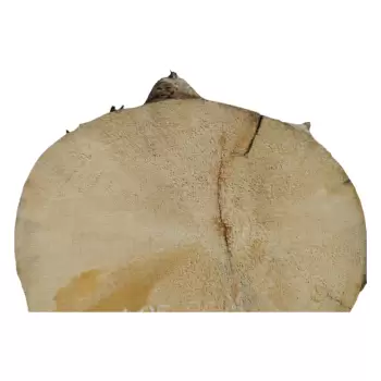 Plaster Wierzby z Czeczotą 36x31x4cm