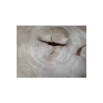 Plaster Wiązu 58x52x6cm