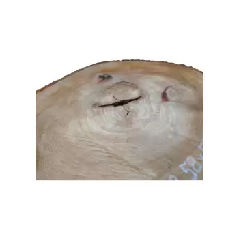 Plaster Wiązu 58x52x6cm