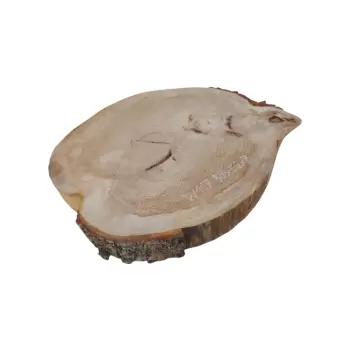 Plaster Wiązu 59x56x7cm