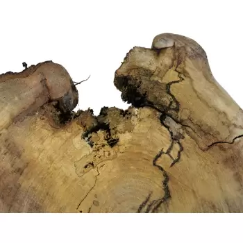 Plaster Wiązu w Kawałkach 85x78x9cm