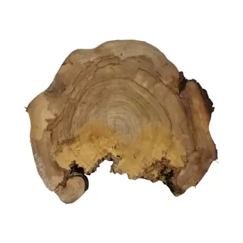 Plaster Wiązu 79x63x8cm