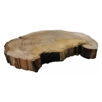 Plaster Wiązu 78x63x8cm