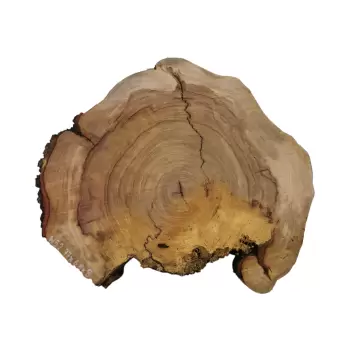 Plaster Wiązu 77x68x8cm