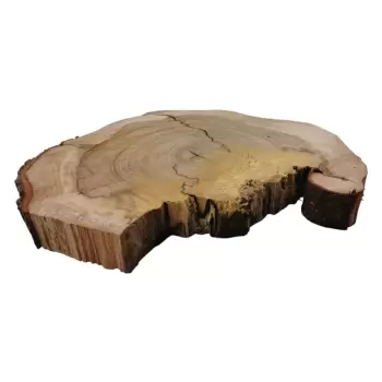 Plaster Wiązu 79x65x8cm