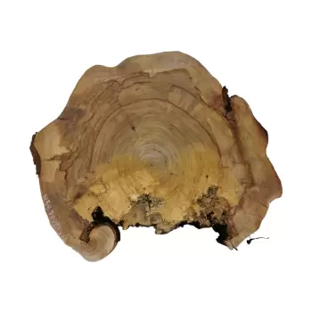 Plaster Wiązu 78x64x10cm
