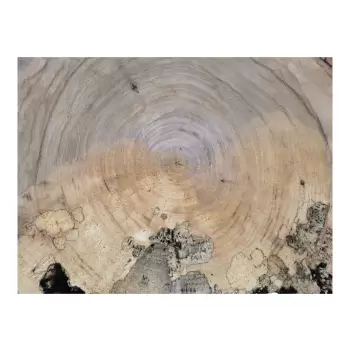 Plaster Wiązu 78x64x10cm
