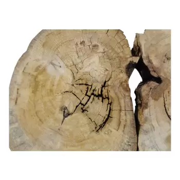 Plaster Wiązu w Kawałkach 95x66x7cm