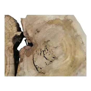 Plaster Wiązu w Kawałkach 95x66x7cm