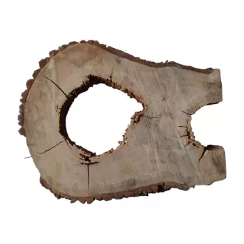 Plaster Dębowy po Suszarni 75x58x8cm