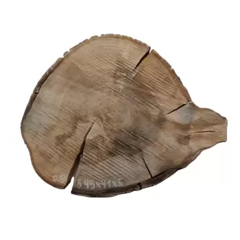 Plaster Orzecha Włoskiego 49x41x5cm