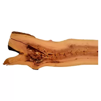 Deska Śliwy 150x13-19x2,9 cm