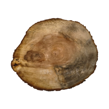 Plaster Kasztanowca 60x53x7cm