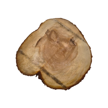 Plaster Kasztanowca 60x59x8cm
