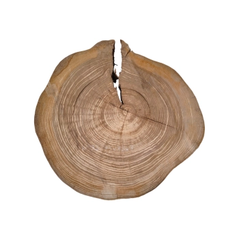 Plaster Wiązu 75x73x7cm