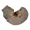 Plaster Jawora 63x43x7cm