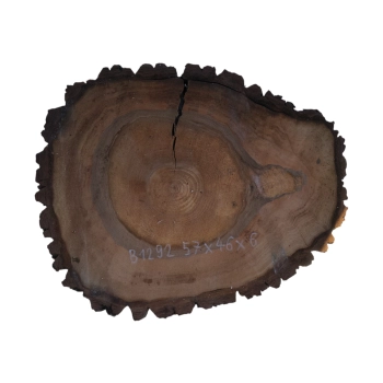 Plaster Orzecha Włoskiego 57x46x6cm