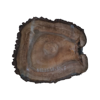 Plaster Orzecha Włoskiego 58x50x6cm