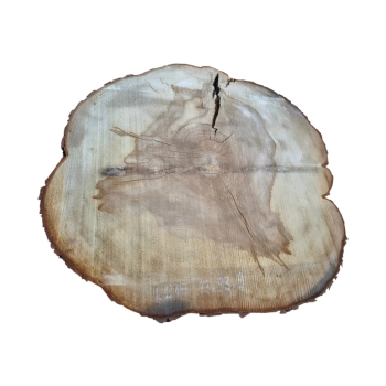 Plaster Kasztanowca 93x93x9cm