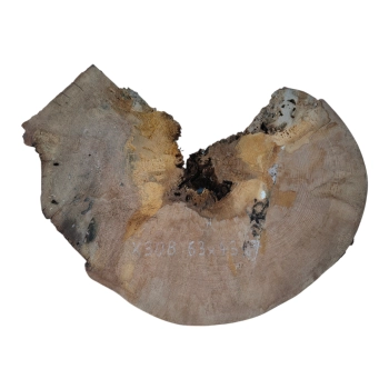 Plaster Jawora 63x43x7cm