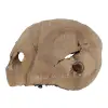 Plaster Orzecha Włoskiego 49x38x5cm