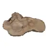 Plaster Orzecha Włoskiego 64x34x7cm
