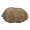Plaster Dębowy 56x35x7,5cm Dąb
