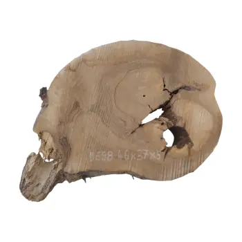 Plaster Orzecha Włoskiego 46x37x5cm