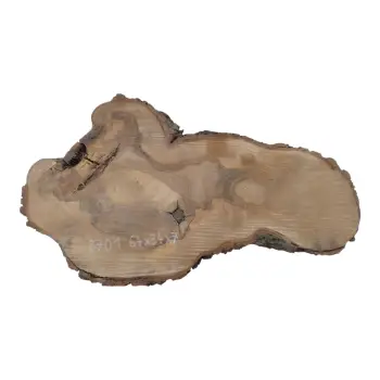 Plaster Orzecha Włoskiego 64x34x7cm
