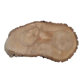 Plaster Orzecha Włoskiego 62x33x6cm