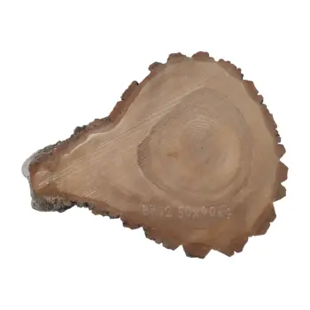 Plaster Orzecha Włoskiego 50x40x4cm