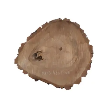 Plaster Orzecha Włoskiego 43x39x5cm
