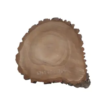 Plaster Orzecha Włoskiego 40x39x4cm