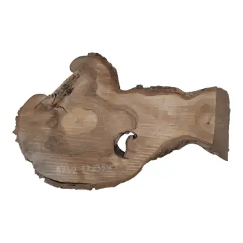 Plaster Orzecha Włoskiego 57x35x4cm