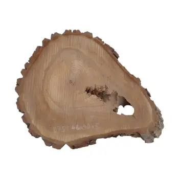 Plaster Orzecha Włoskiego 48x40x5cm