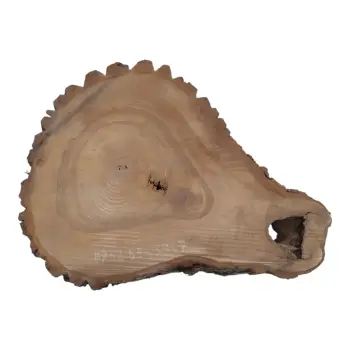 Plaster Orzecha Włoskiego 55x39x7cm