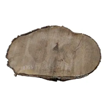 Plaster Orzecha Włoskiego 54x32x8cm