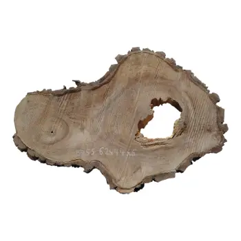 Plaster Orzecha Włoskiego 62x44x6cm